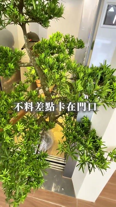 羅漢松招財|【羅漢松風水】驚！羅漢松風水大揭秘：破解擺放禁忌，帶來福運。